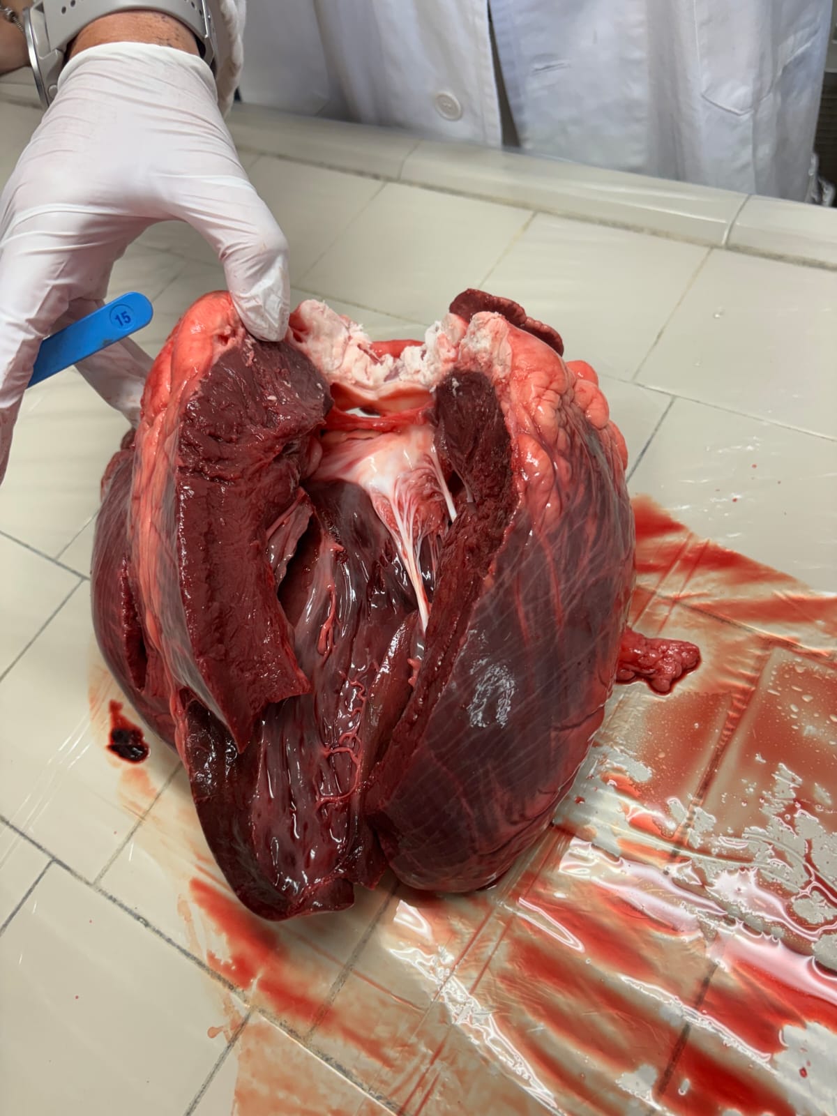 cuore